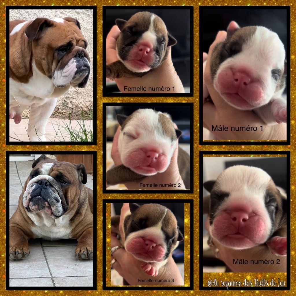 chiot Bulldog Anglais Du Royaume Des Bulls De Lou