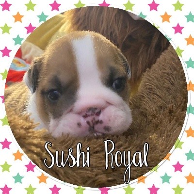 Sushi royal