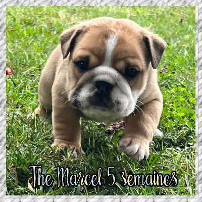 THE MARCEL