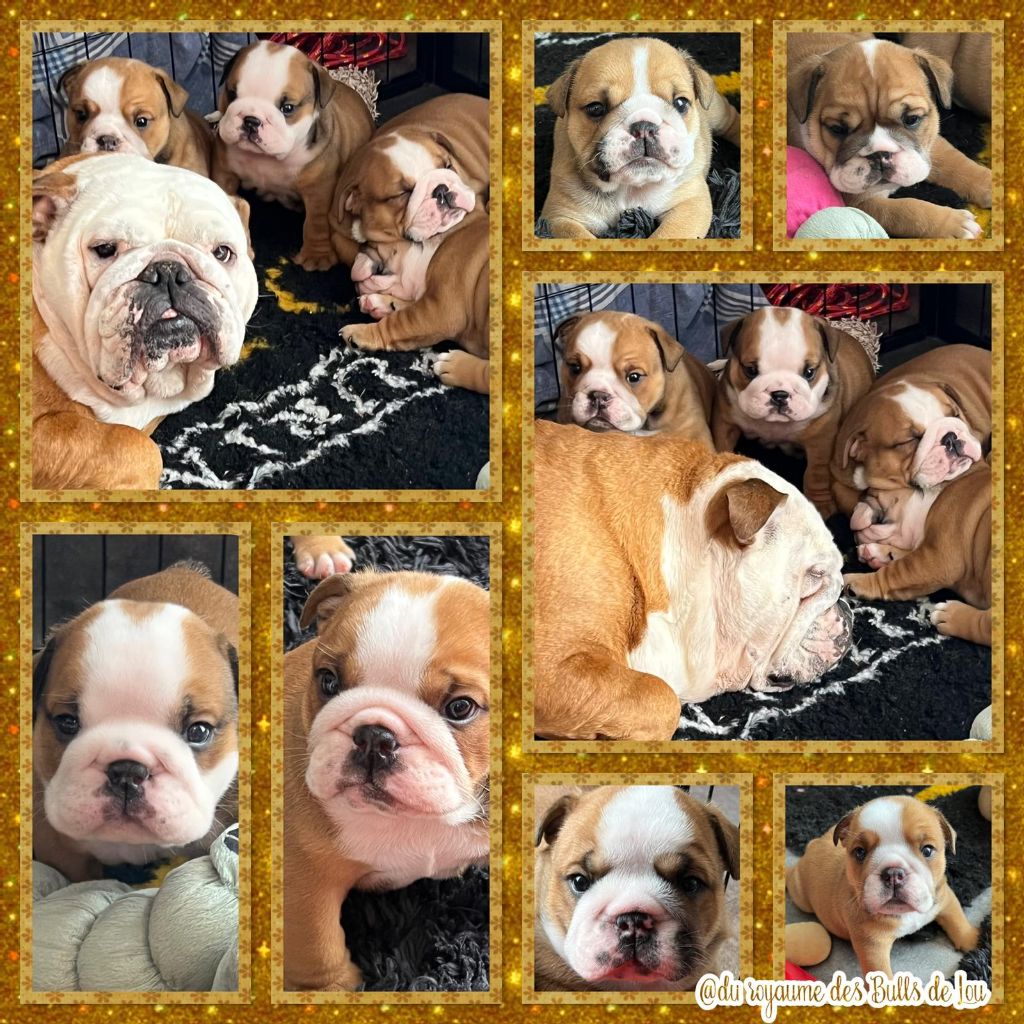 chiot Bulldog Anglais Du Royaume Des Bulls De Lou