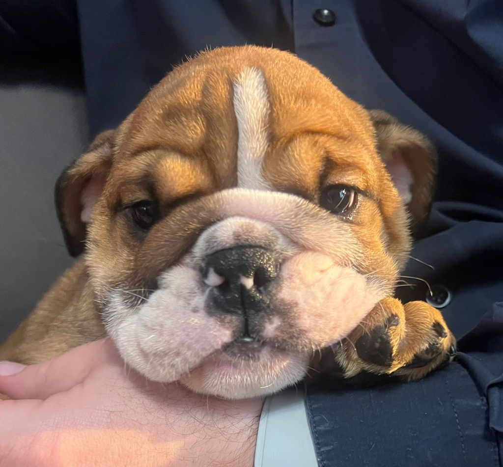 Du Royaume Des Bulls De Lou - Chiot disponible  - Bulldog Anglais